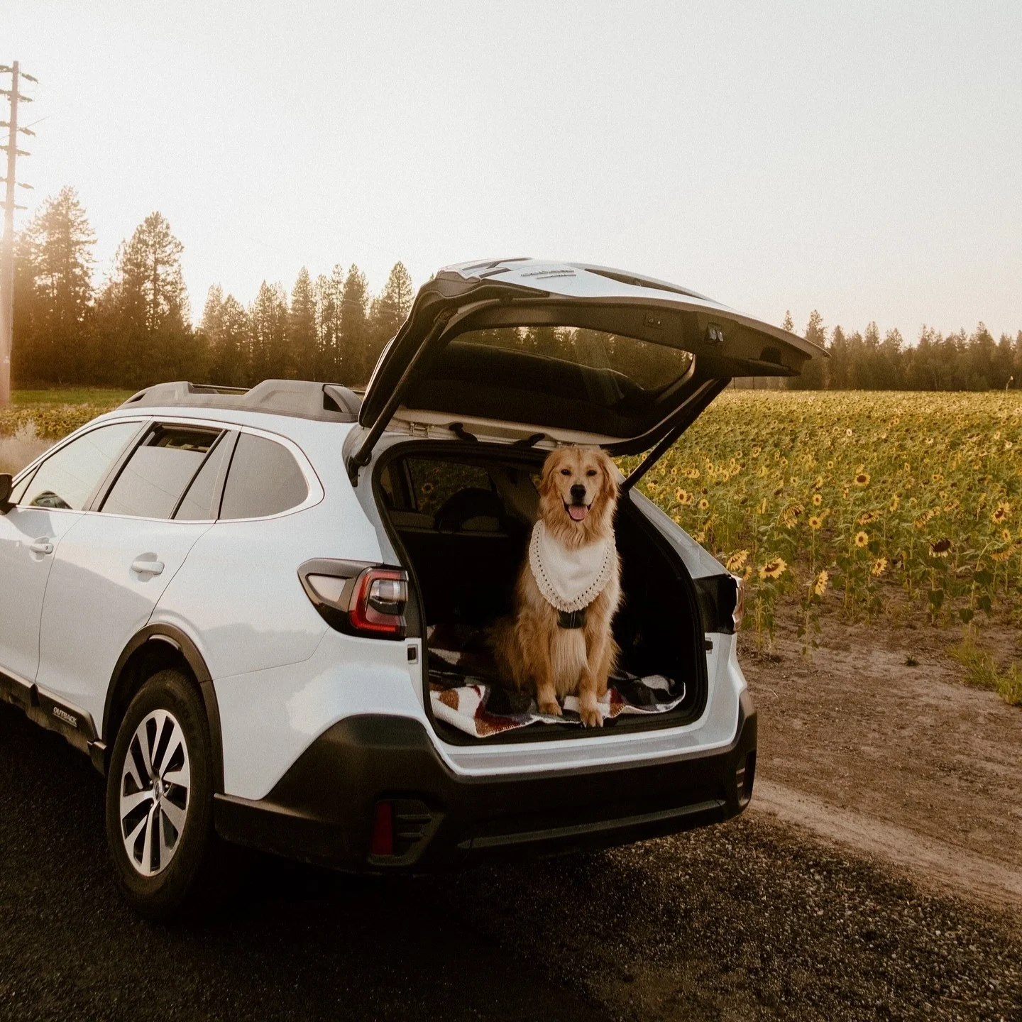 White Subaru Outback with the tailgate open and a golden retriever sitting inside, parked by a field at golden hour — the everyday utility Dalton Subaru National City fields questions about