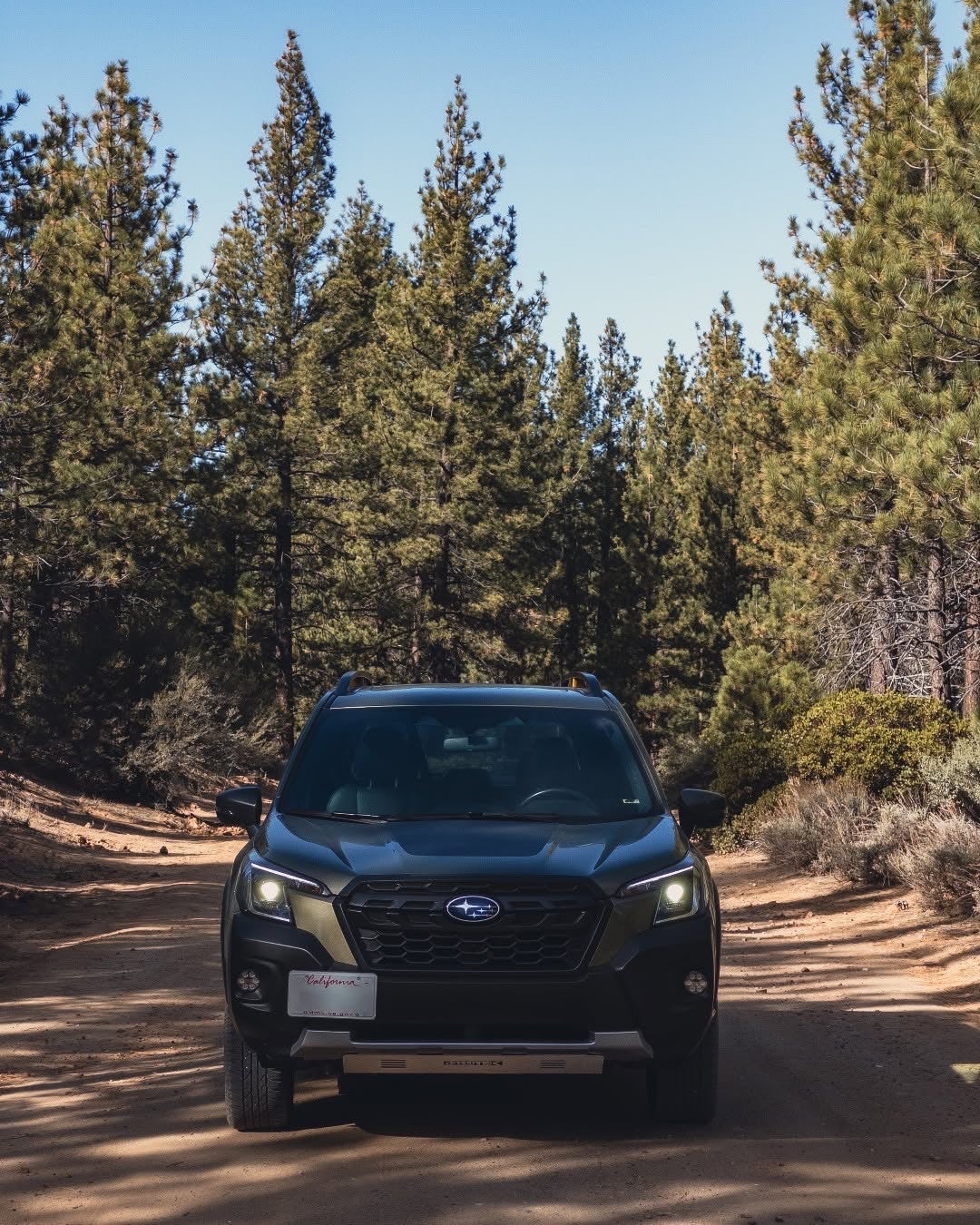 A dark green Subaru Forester Wilderness driving up a dirt forest road between pine trees.